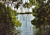 135 papi antoin in de mangrove van lac